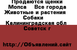 Продаются щенки Мопса. - Все города Животные и растения » Собаки   . Калининградская обл.,Советск г.